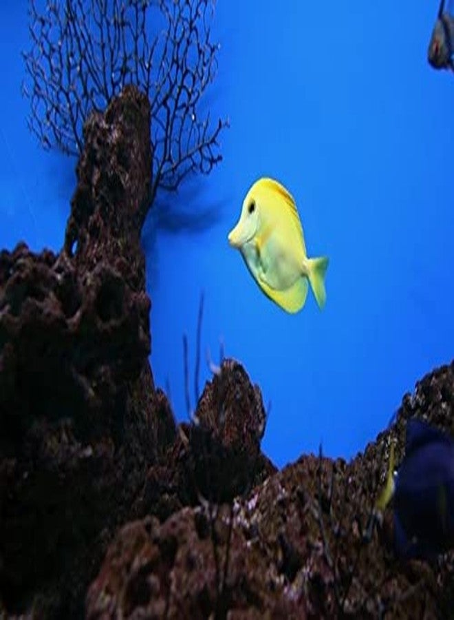 VAYINATO Petzlifeworld Aquarium Fish Tank Background Sticker (Black, 60Cm*60Cm) - Image 5